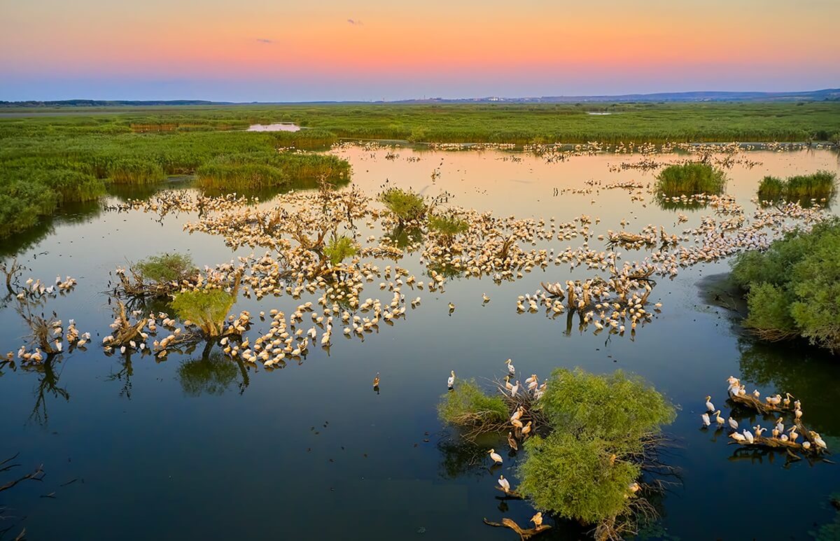 Danube Delta Pelicans