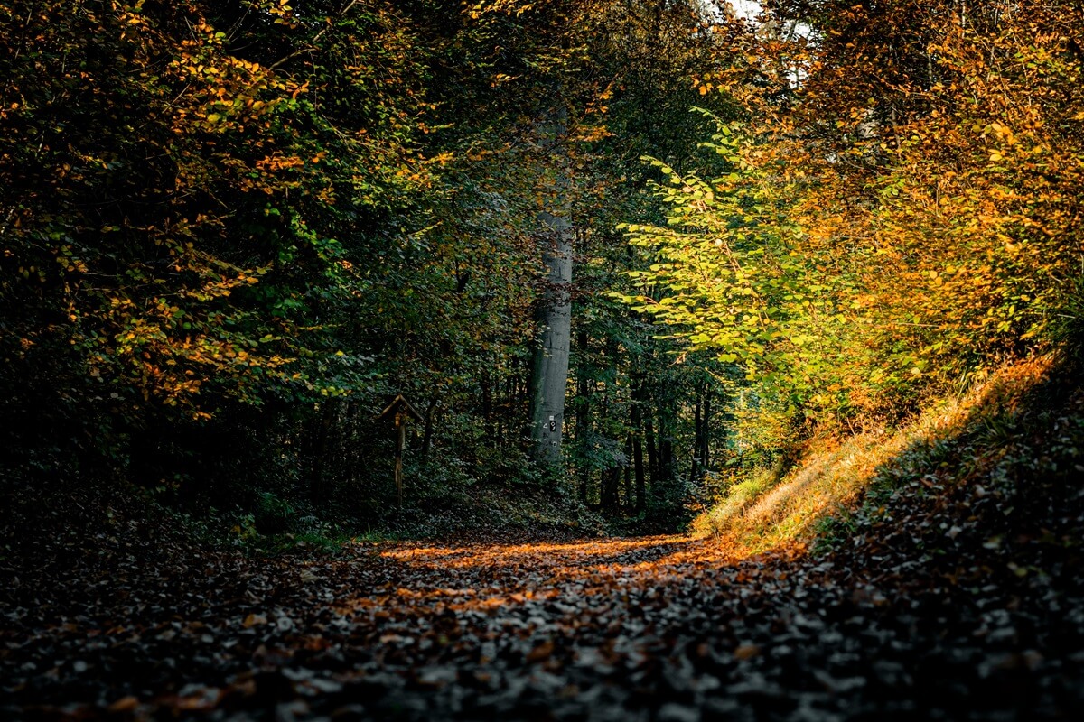 foto-floresta-outono