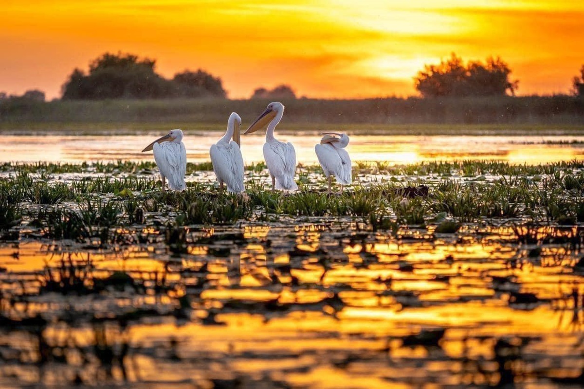 Danube Delta Pelicans