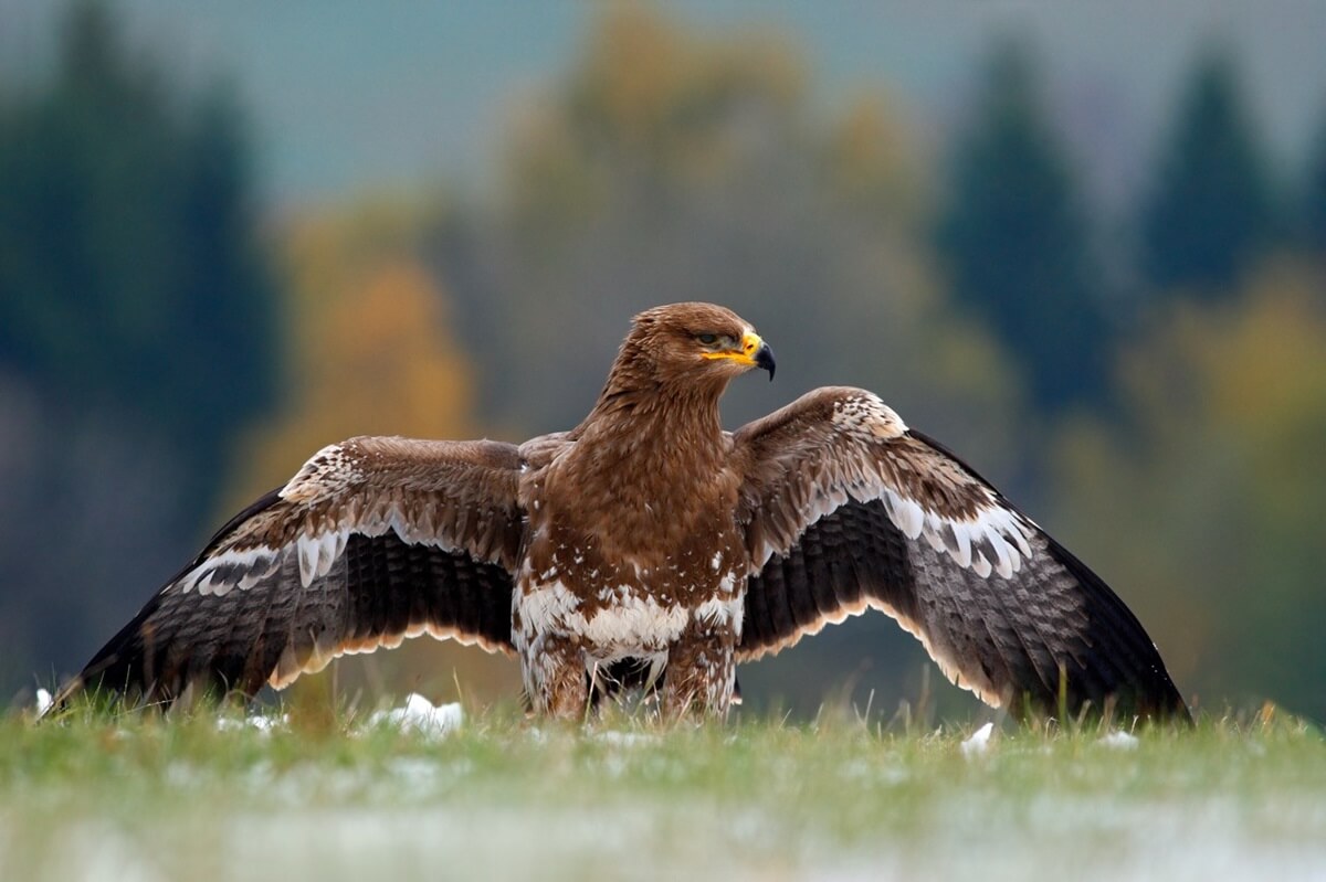 acvila-golden-eagle-romania-national-bird