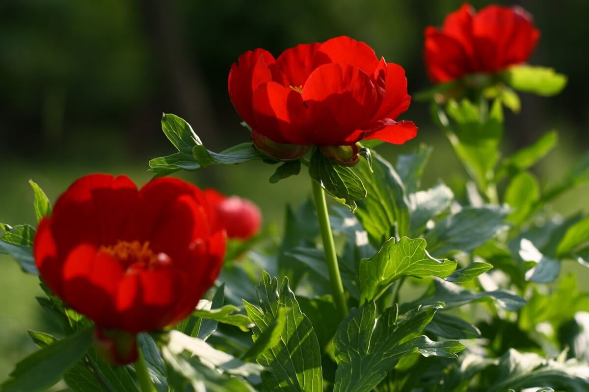 mountain-peony-romania-national-flower