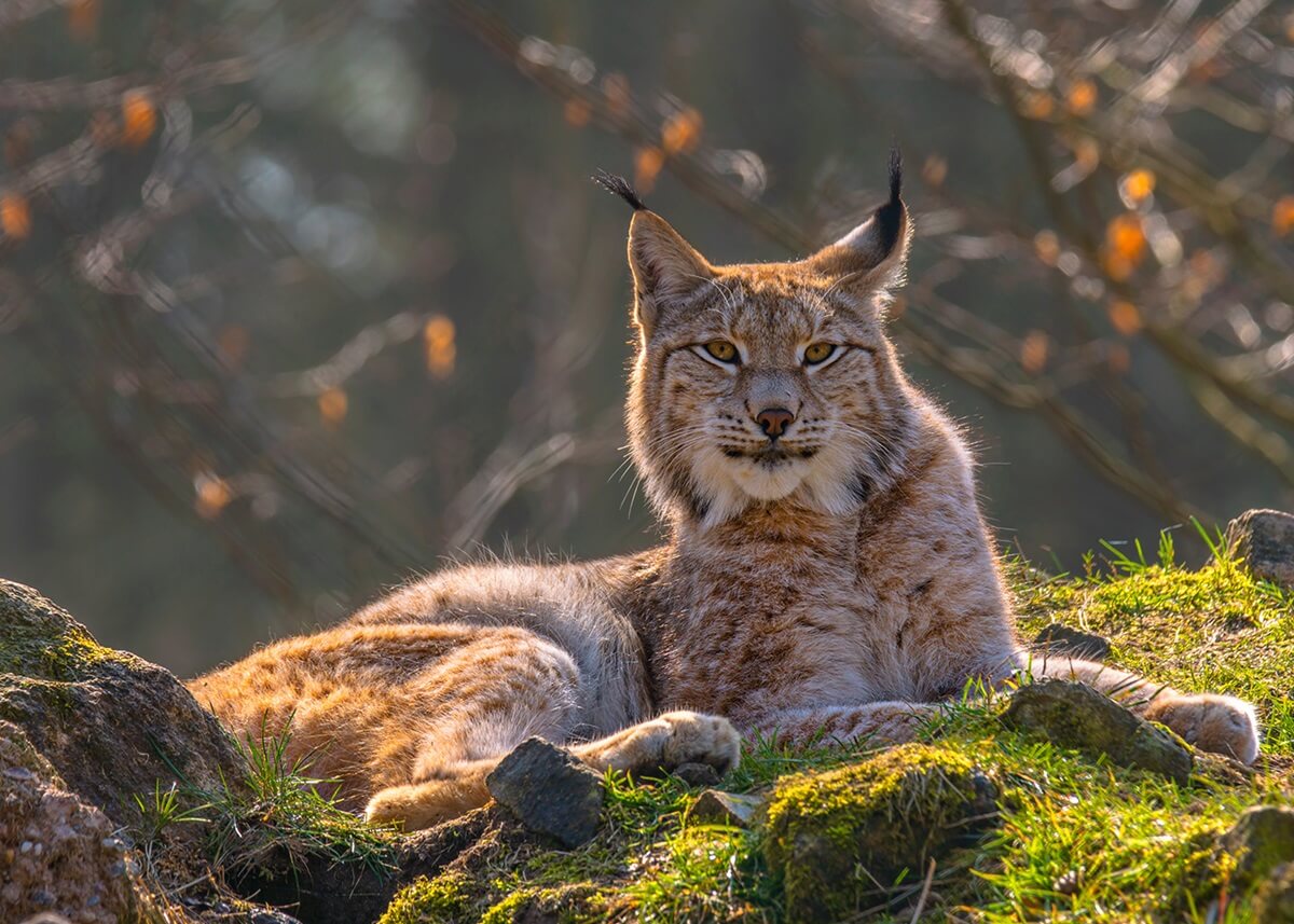 romania-lynx-lynx-carpathicus