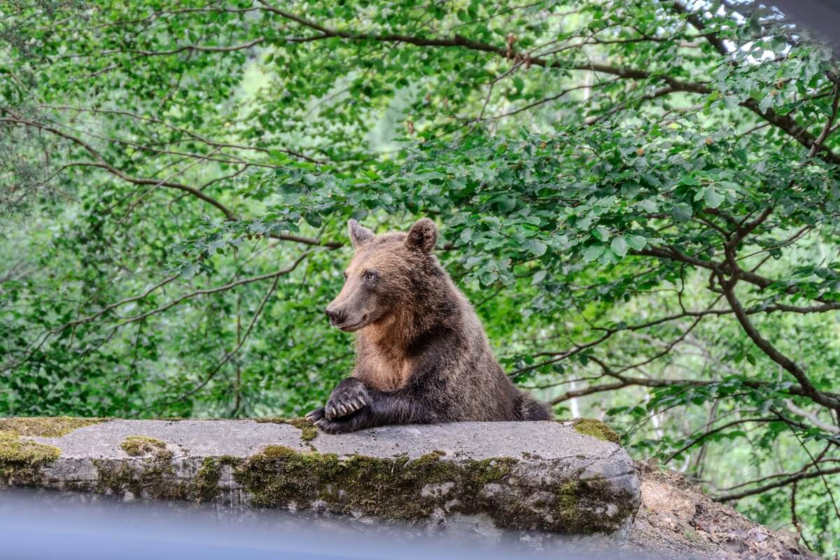 Transfagarasan Road Wildlife bear
