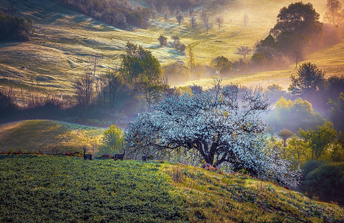 transylvania-countryside-wildlife